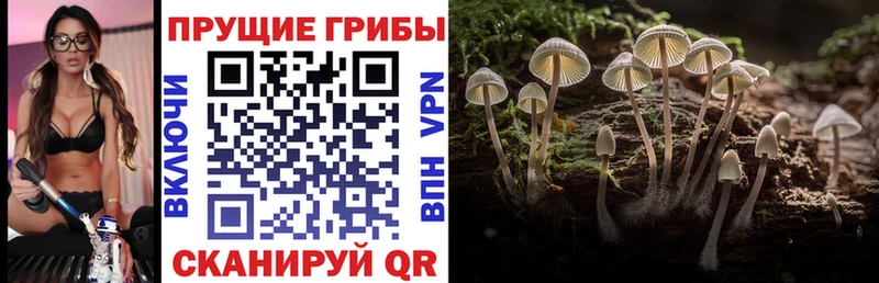 что такое Можга это телеграм Галлюциногенные грибы Cubensis